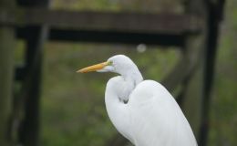 Great Egret Preening at&nbsp;Gatorland