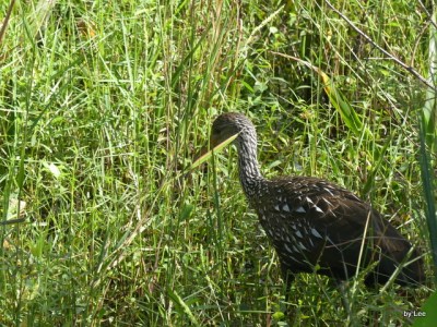 GRU-Aram Limpkin (Aramus guarauna)