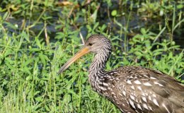 The Disappearing Limpkin
