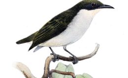 Avian And Attributes –&nbsp;Busy