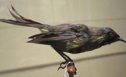 Avian And Attributes –&nbsp;Bishop