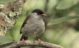 Avian And Attributes – Bush (Hosted&nbsp;God)