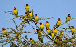Mass Exodus of Old World&nbsp;Parrots