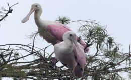 Gatorland Roseate Spoonbills