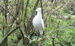 Gatorland’s Greedy Snowy&nbsp;Egret