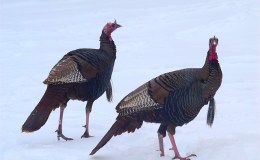 Reginald The Turkey Commander: The Great&nbsp;Snowstorm