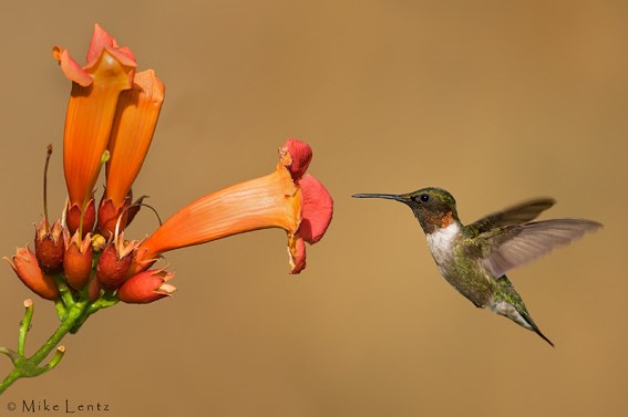 Hummingbird-at-TrumpetVine-MikeLentz