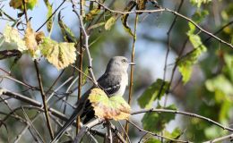 Joys and Challenges of&nbsp;Birdwatching