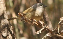 Avian And Attributes –&nbsp;David’s