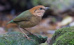 Avian And Attributes –&nbsp;Ear(ed)