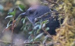 Avian And Attributes –&nbsp;Diademed