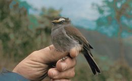 Avian And Attributes – Crowned&nbsp;I