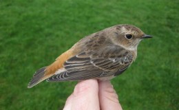 Whinchat, Redstart, & Redchat:  Debunking the “Speciation” Myth&nbsp;Again