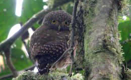 Avian And Attributes –&nbsp;Cloud