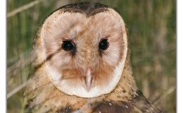 Ian’s Bird of the Moment – Eastern Grass&nbsp;Owl