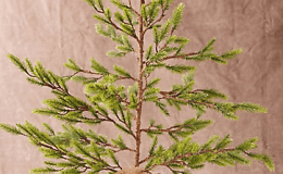 Lee’s Ancestry Adventures&nbsp;Blog