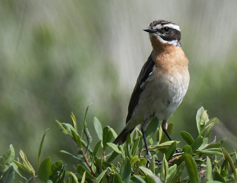 Whinchat-male.ScottishOrnithologistsClub