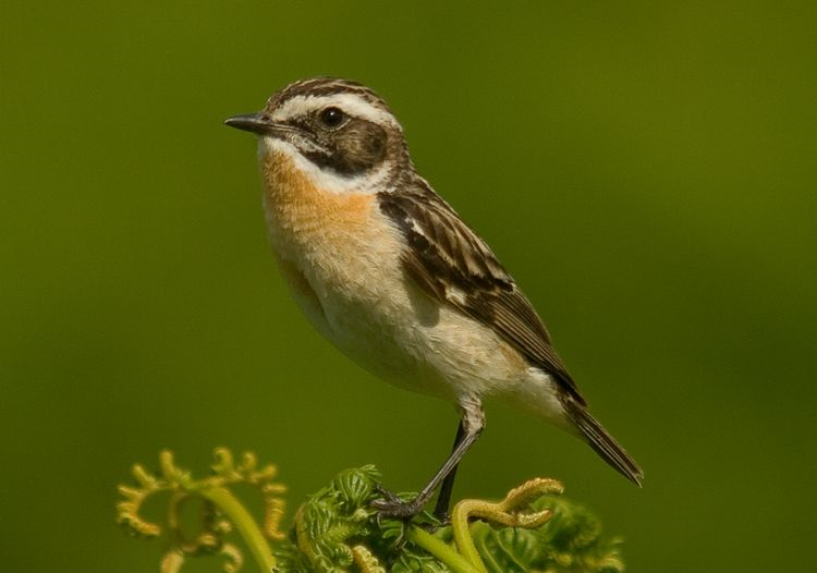 Whinchat-perching.Parrotletsuk-photo