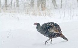 Reginald and Oliver’s Christmas Tree by Emma&nbsp;Foster
