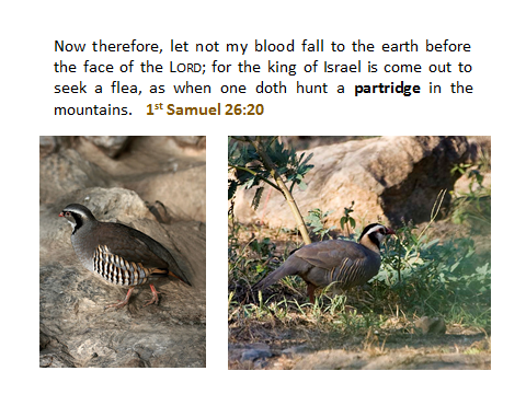 1st-Samuel26.20-partridge-slide