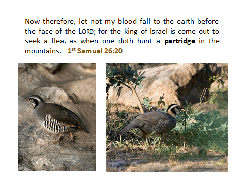 1st-Samuel26.20-partridge-slide