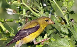 American Goldfinch, Seen in Penn’s&nbsp;Woods