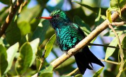 Avian And Attributes –&nbsp;Glittering