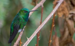 Avian And Attributes –&nbsp;Glowing