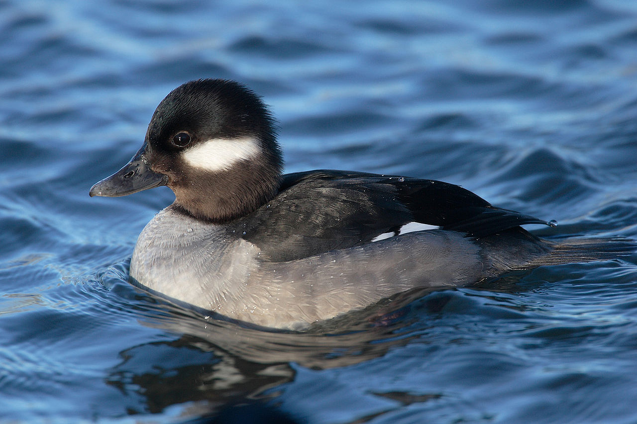 Bufflehead-female.TorontoCanada-Wikipedia
