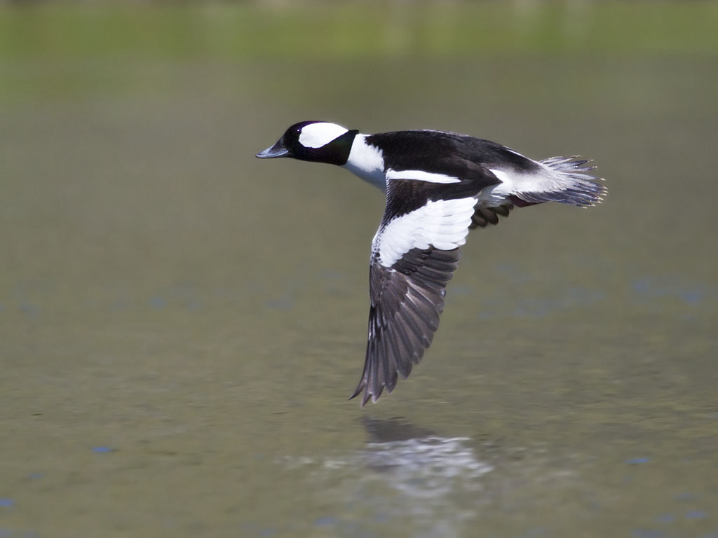 Bufflehead-flying.SanLuisObispo-California-BillBouton