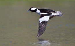 Bufflehead Duck, One of Diverse Divers at Aransas&nbsp;Bay