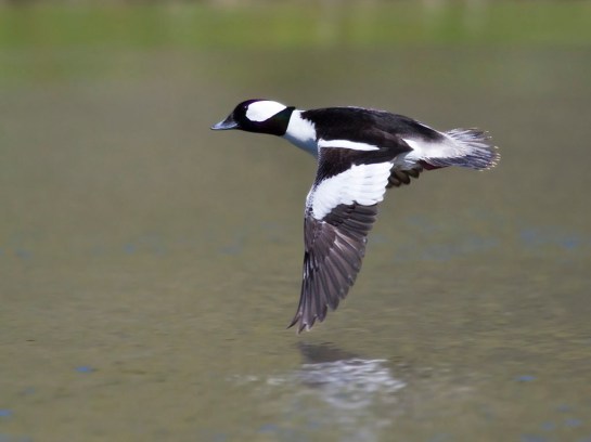 Bufflehead-flying.SanLuisObispo-California-BillBouton