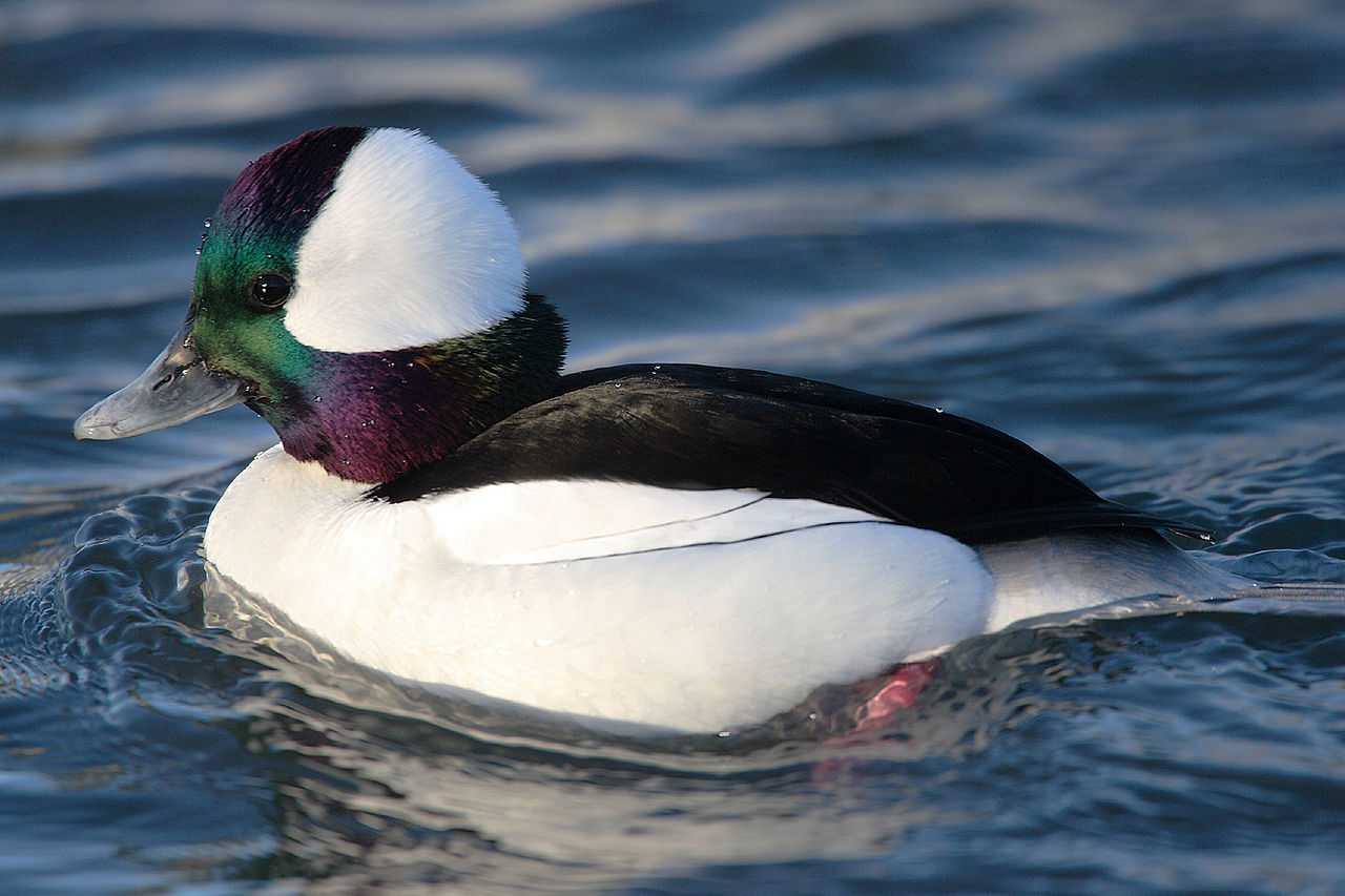 Bufflehead-male.TorontoCanada-Wikipedia