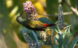 Avian And Attributes –&nbsp;Fire