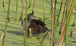 Which “Rail” Family Bird is&nbsp;This?