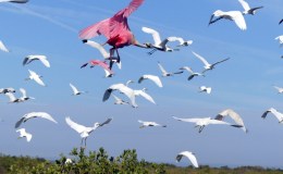 Creation Moment’s – Let Birds Fly Across The&nbsp;Expanse