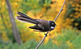 Avian And Attributes –&nbsp;Friend/Friendly