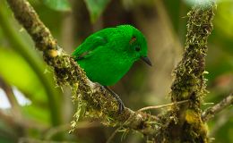 Heaven’s New Jerusalem and Birds – Chrysolite&nbsp;II