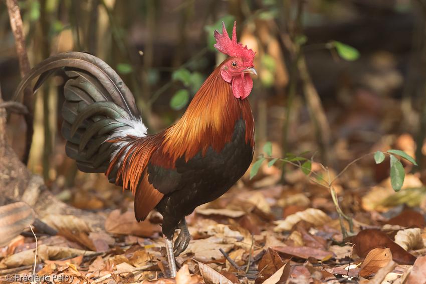 RedJunglefowl.Gallus-gallus-FredericPelsey