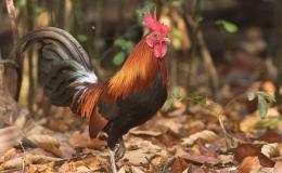 Fowl Are Fair on Day&nbsp;5