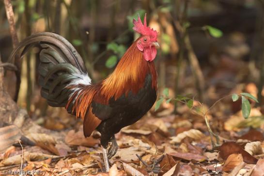 RedJunglefowl.Gallus-gallus-FredericPelsey