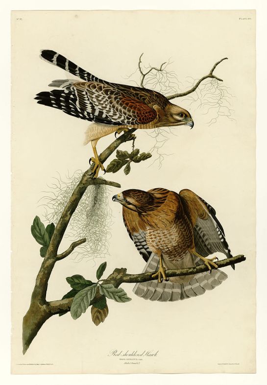 RedShouldered-Hawk.JJAudubon