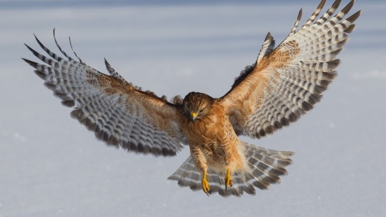 RedShouldered-Hawk.LucasTexas