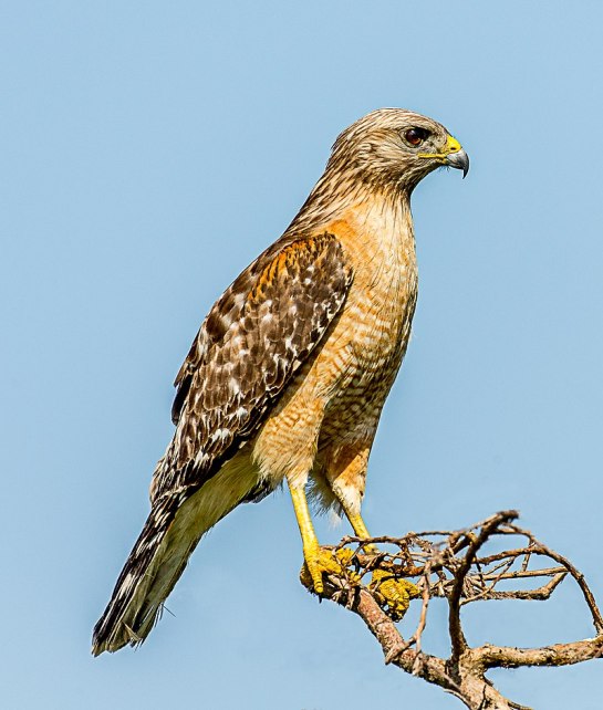 RedShouldered-Hawk.perched-wikipedia