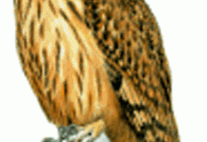 Avian And Attributes –&nbsp;Fearful