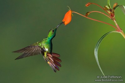Green-breasted Mango (Anthracothorax prevostii) by Judd Patterson