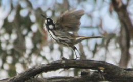 Learning from our Birds – The Leap of Faith –&nbsp;Re-post