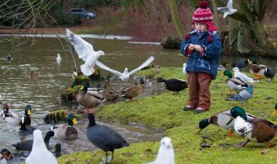 Child-feeding-ducks.DailyExpress