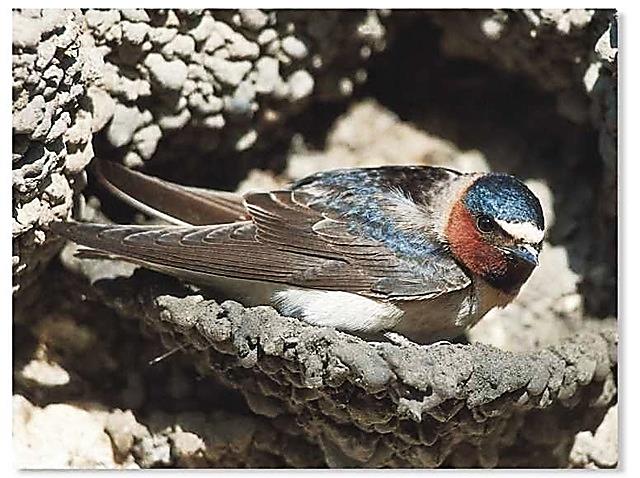 CliffSwallow-nesting.WhatWhenHow