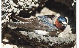 CLIFF SWALLOWS:  Faithful as Mates, Migrants, and Mud-home&nbsp;Masons